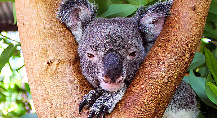 koala tours aupark