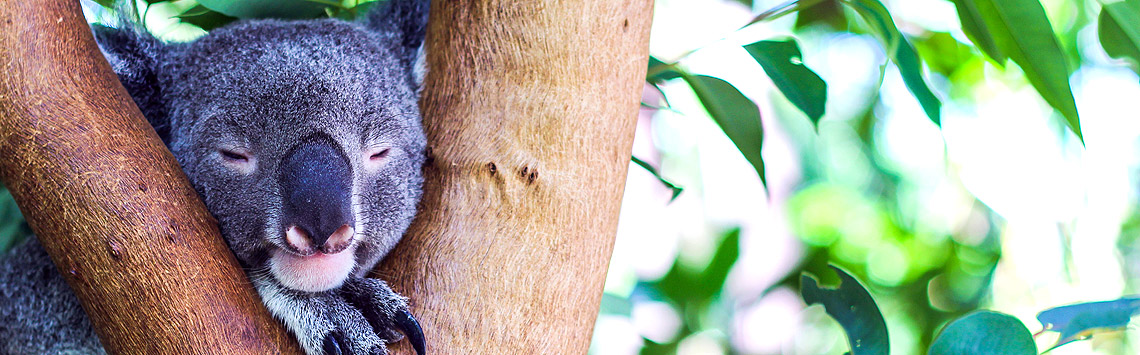Magnetic-Island-Champagne-Breakfast