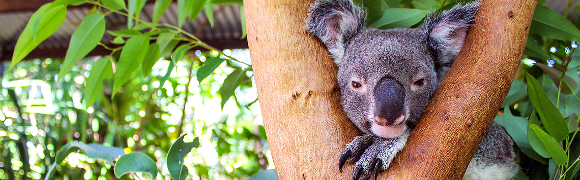 wildlife park tour magnetic island