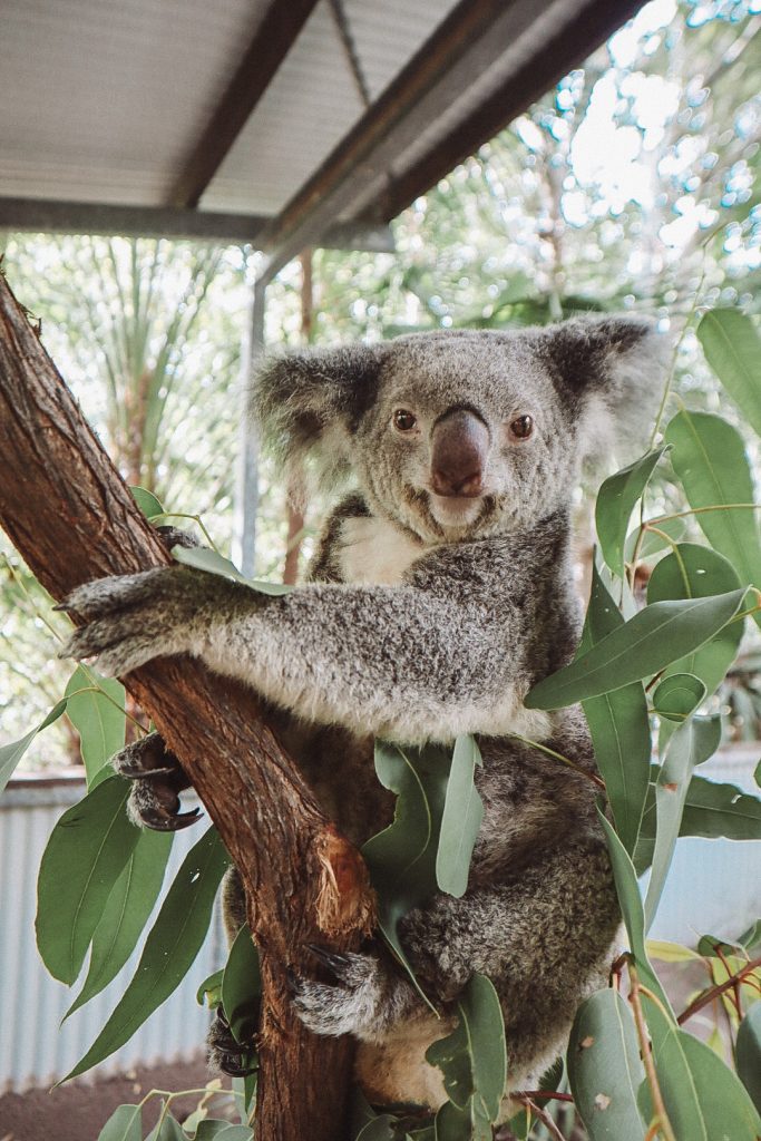Island Koala Park & Wildlife Tours